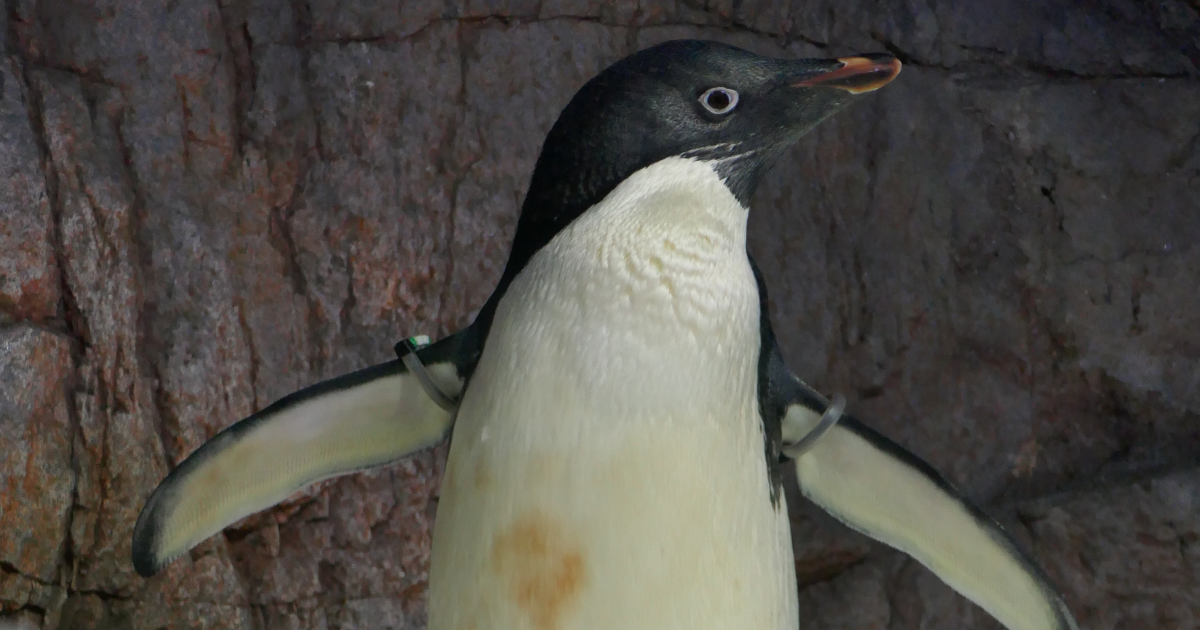penguinability.net